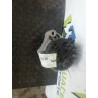Desguace MonforteALTERNADOR 0986048801 SAABPiezas vehículos|Desguace Monforte